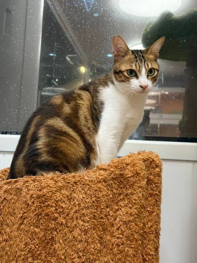 窗边休息的猫咪
