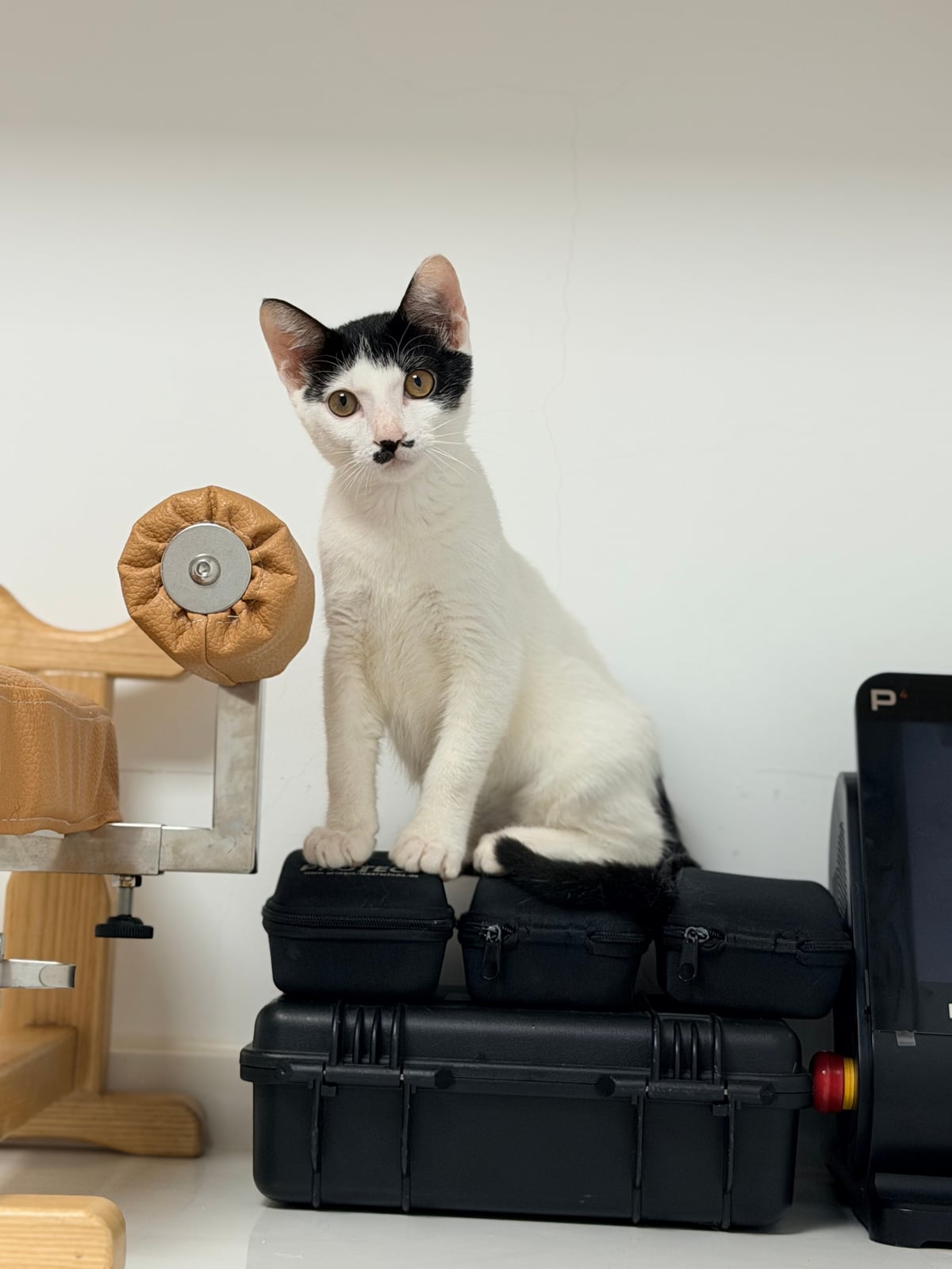 猫屋里猫咪的生活瞬间