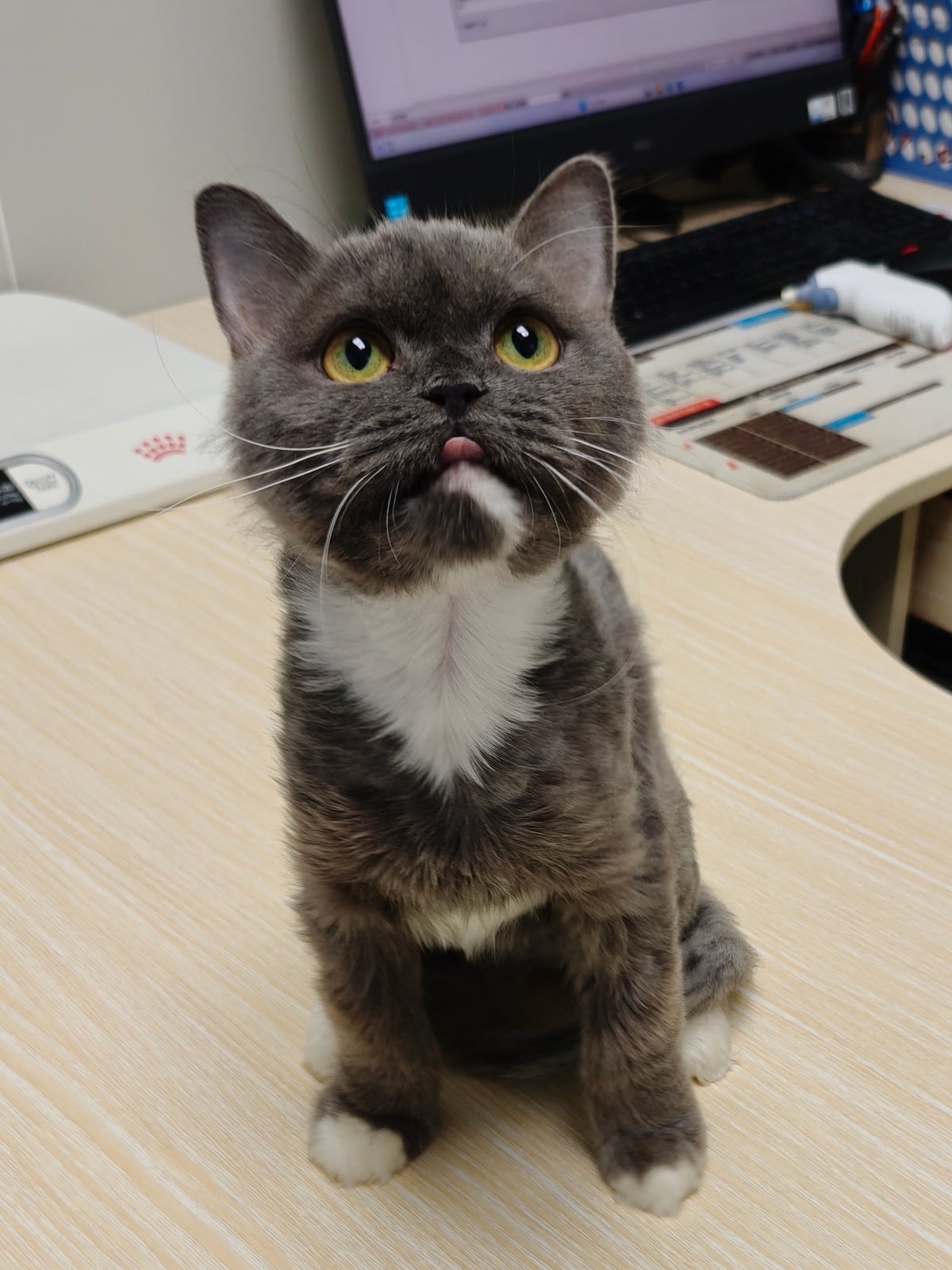 猫咪看向镜头的近照